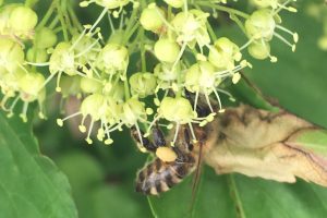 Biene auf Holler