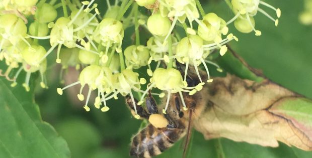 Biene auf Holler